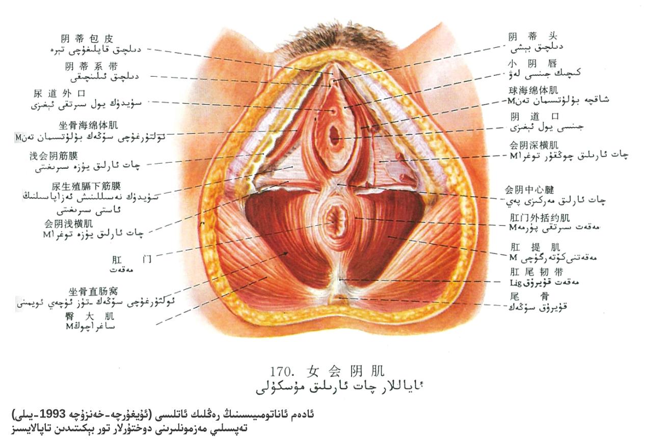 ئاياللارنىڭ چات ئارىلىق مۇسكۇلى ئاناتومىيەسى