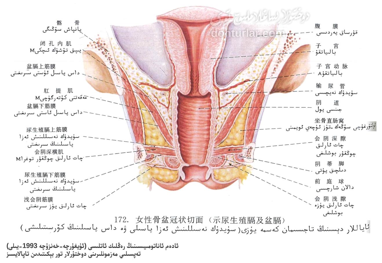 ئاياللارنىڭ كۆپىيىش سىستېمىسى ۋە داس بوشلۇقى ئاناتومىيەسى