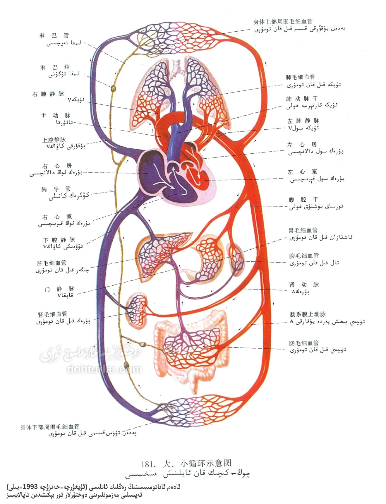 چوڭ-كىچىك قان ئايلىنىش سىخىمىسى