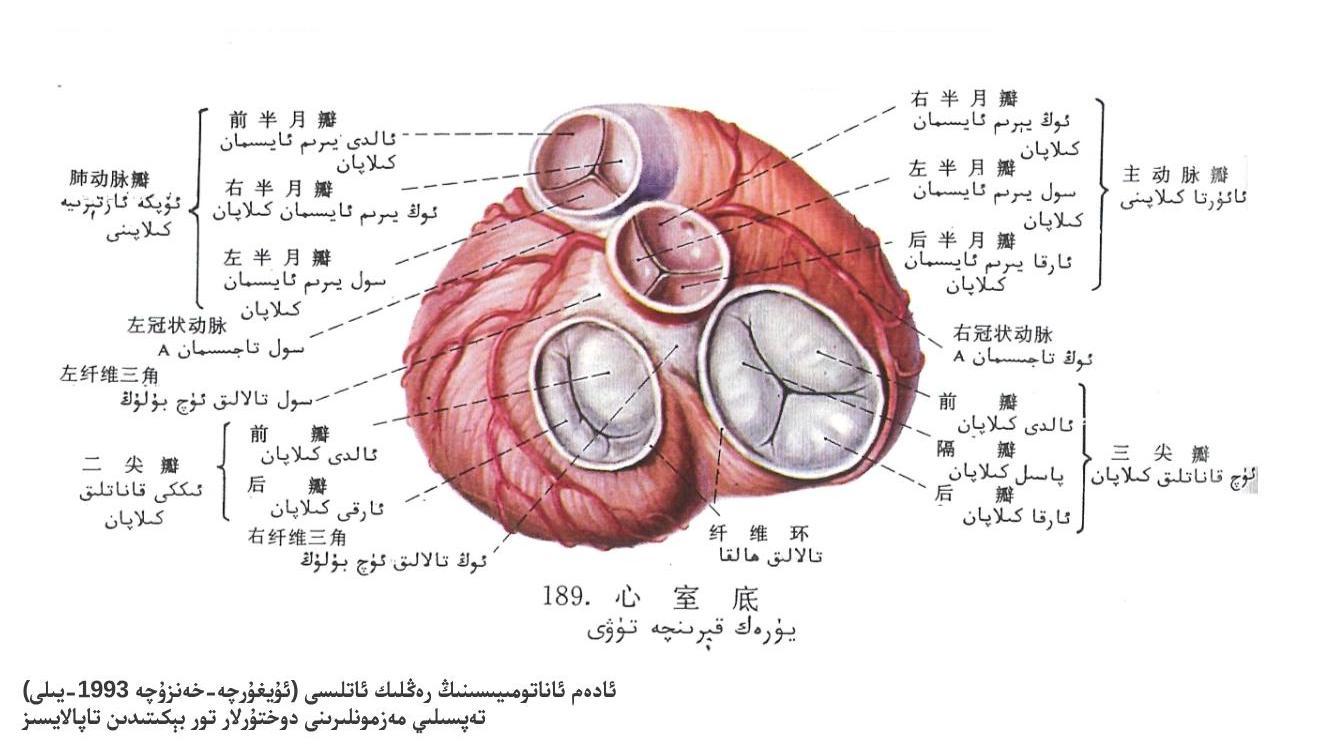 يۈرەك قېرىنچە تۈۋى ئاناتومىيىلىك تۈزۈلۈشى