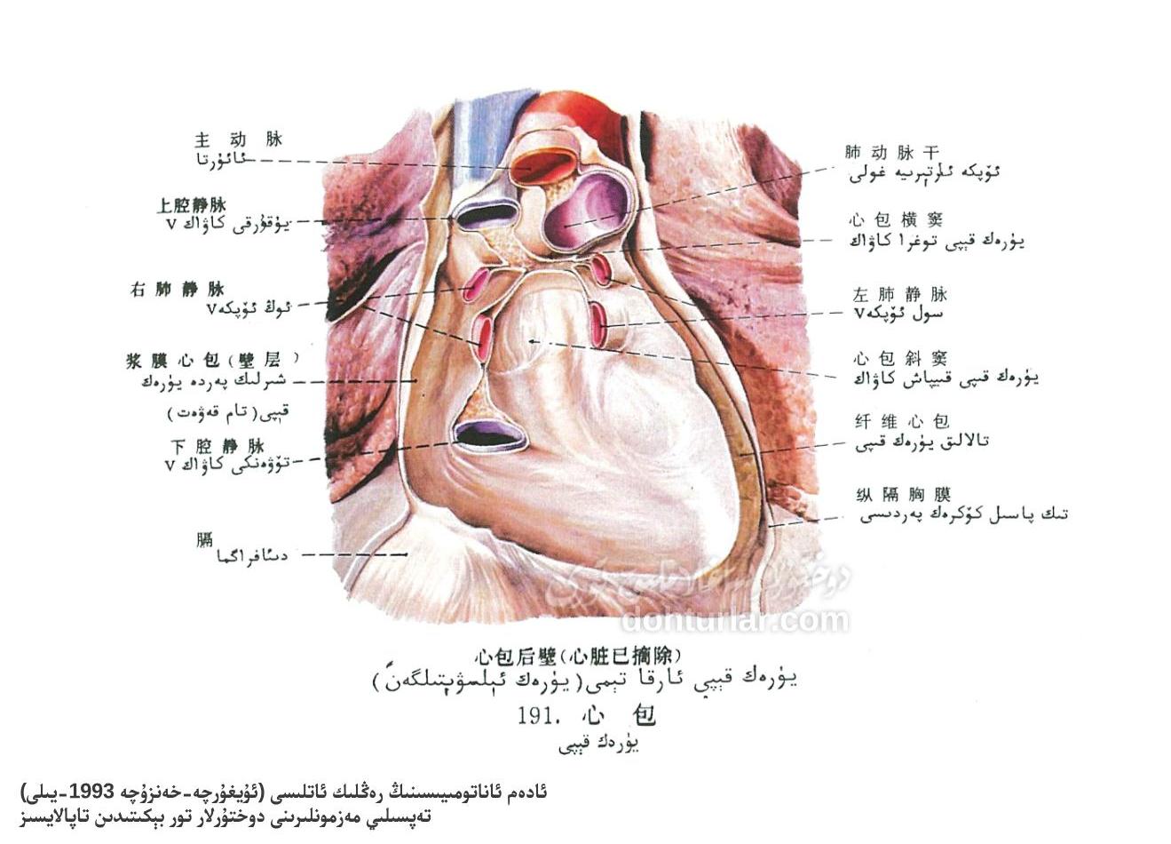 يۈرەك قېپىنىڭ ئاناتومىيىلىك تۈزۈلۈشى ۋە فۇنكسىيەسى