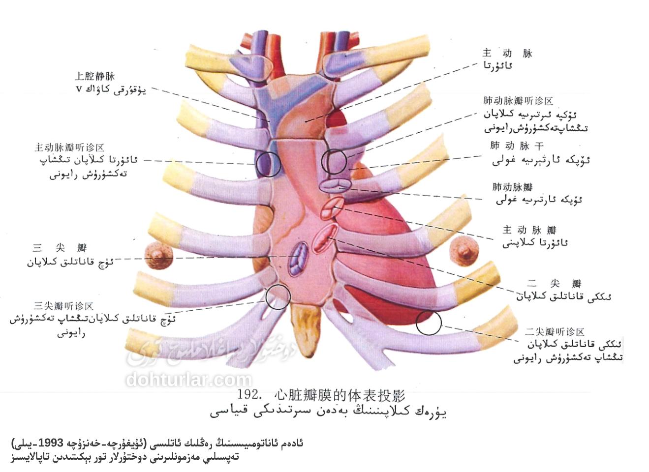 يۈرەك كلاپانلىرىنىڭ بەدەن سىرتىدىكى قىياسى