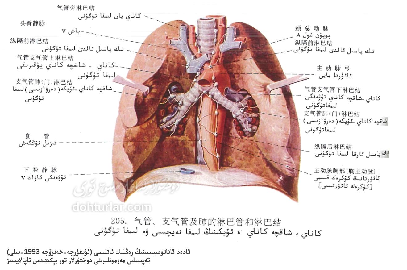 كاناي، شاخچە كاناي ۋە ئۆپكە لىمفا سىستېمىسىنىڭ ئاناتومىيىلىك قۇرۇلمىسى