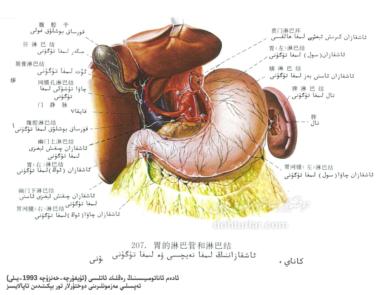 ئاشقازاننىڭ لىمفا سىستېمىسى ئاناتومىيىلىك تۈزۈلۈشى