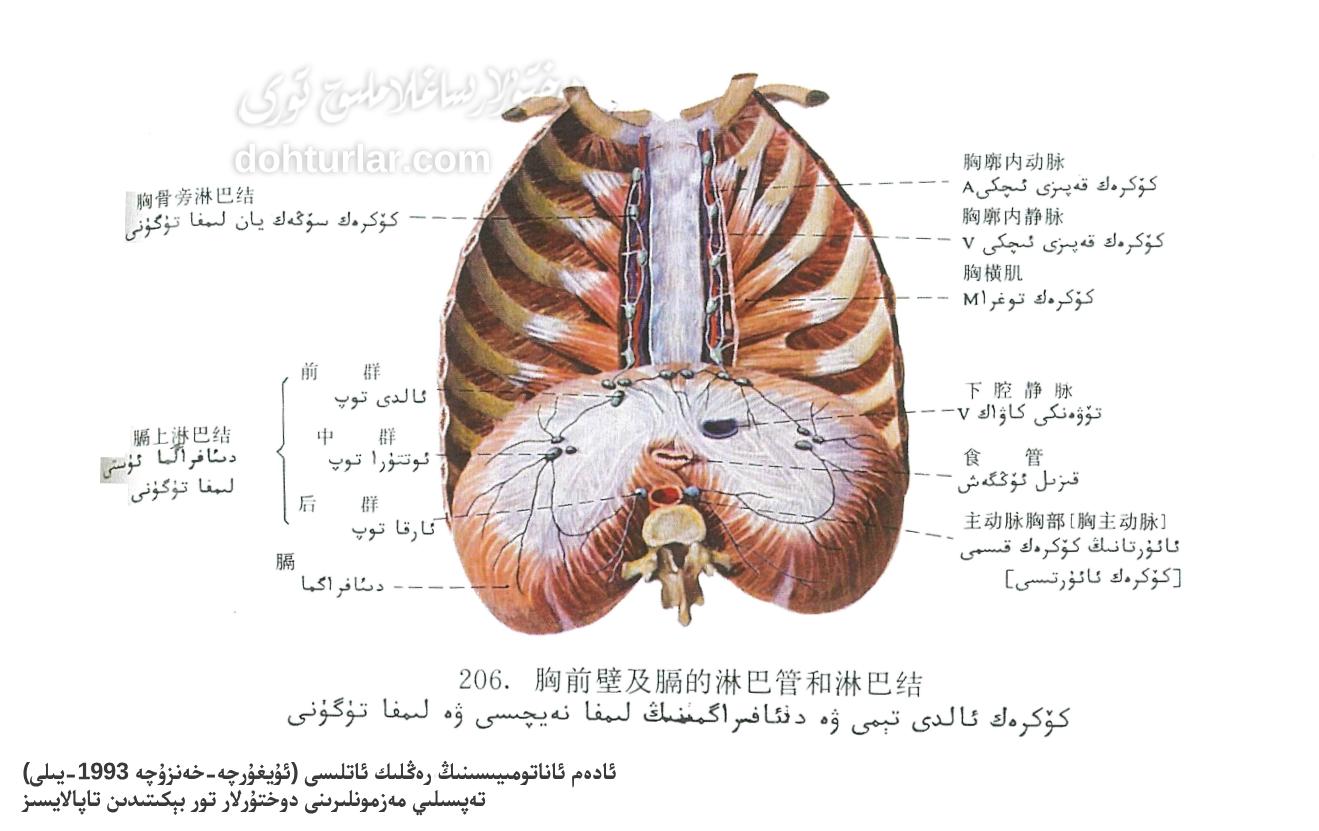 كۆكرەك ئالدى تېمى ۋە دىئافراگما لىمفا سىستېمىسى ئاناتومىيىسى