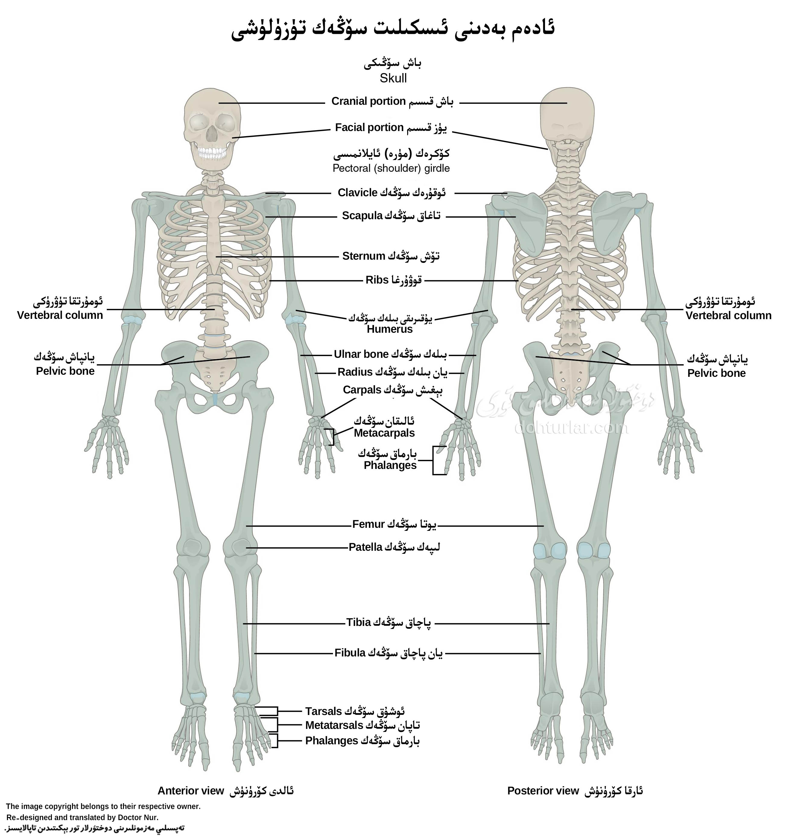 ئادەم بەدىنى ئىسكىلىت تۈزۈلۈشى