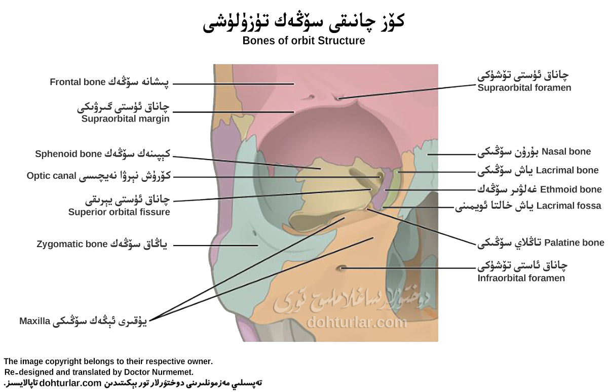 كۆز چاناق سۆڭىكى ئاناتومىيىلىك تۈزۈلۈشى كۆز چاناق سۆڭىكى ئاناتومىيىلىك تۈزۈلۈشى