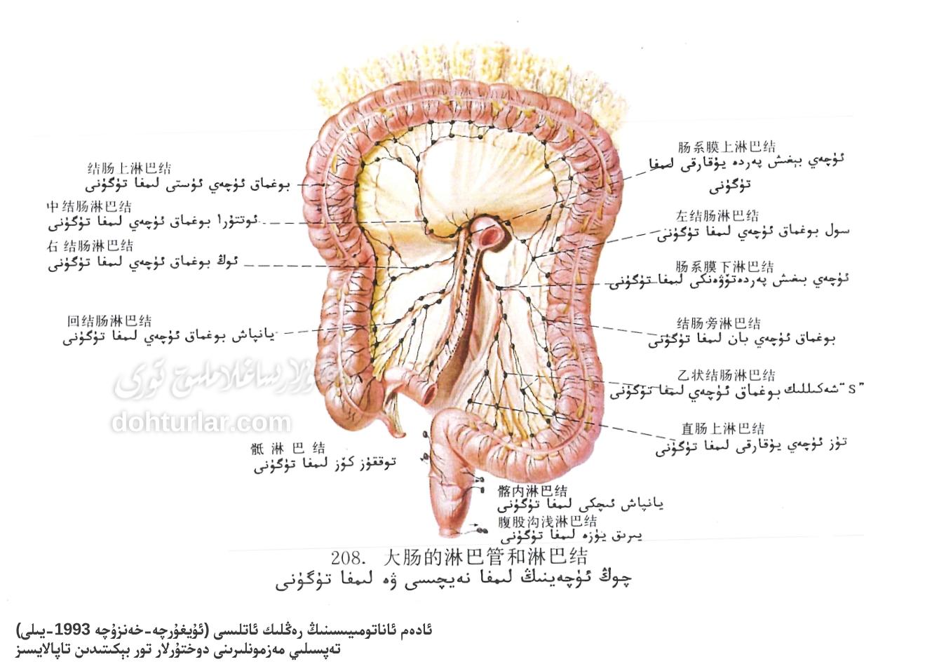 چوڭ ئۈچەينىڭ لىمفا سىستېمىسى ئاناتومىيىلىك تۈزۈلۈشى