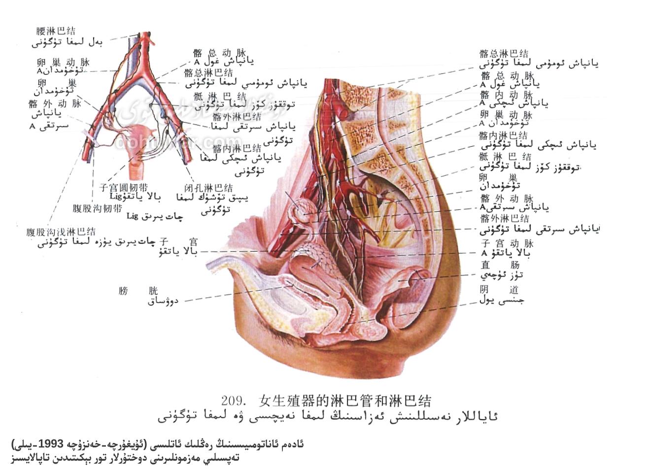 ئاياللارنىڭ كۆپىيىش سىستېمىسىدىكى لىمفا يوللىرى ۋە تۈگۈنلىرى ئاناتومىيىسى