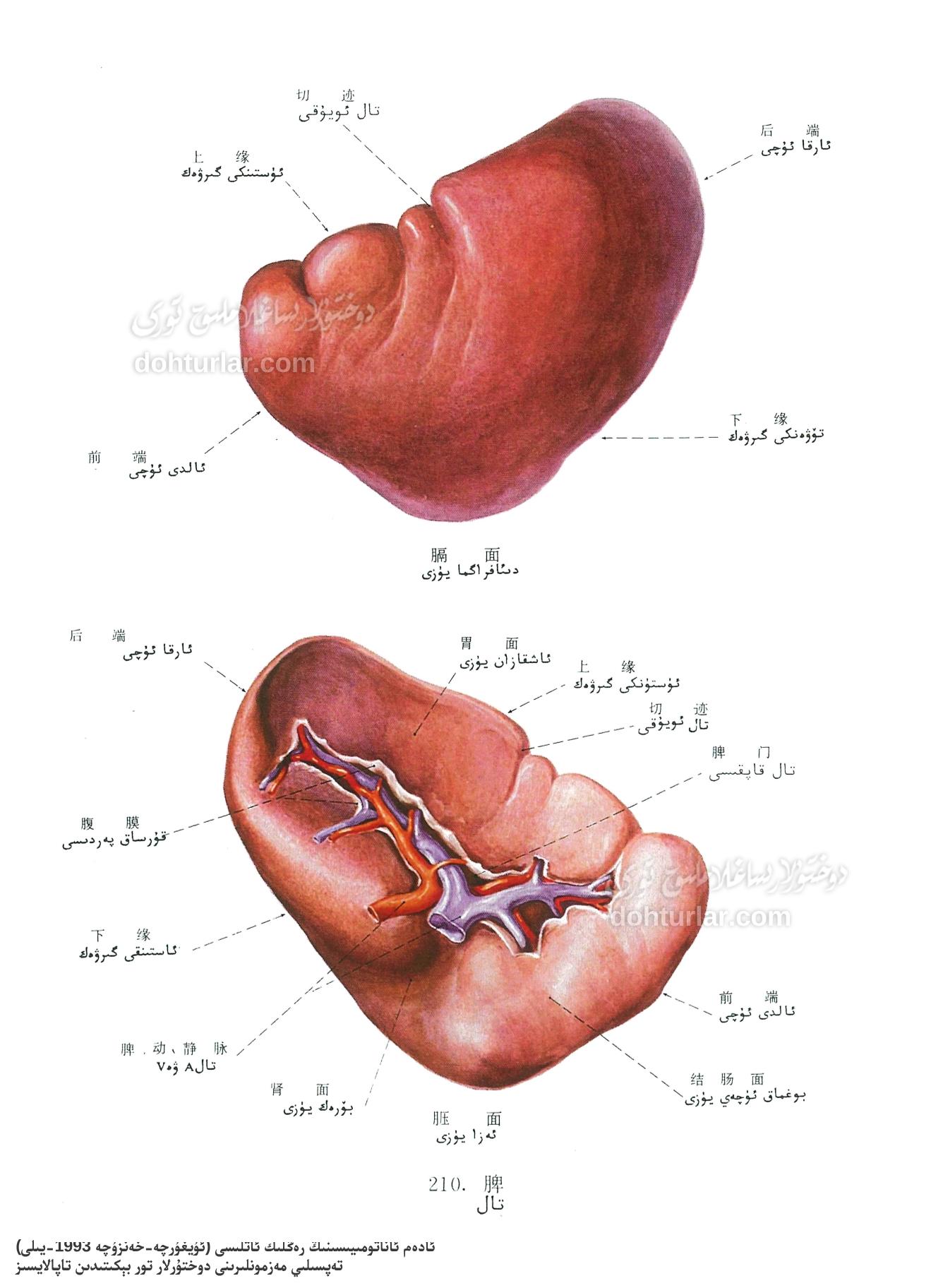 تال ئاناتومىيىلىك تۈزۈلۈشى