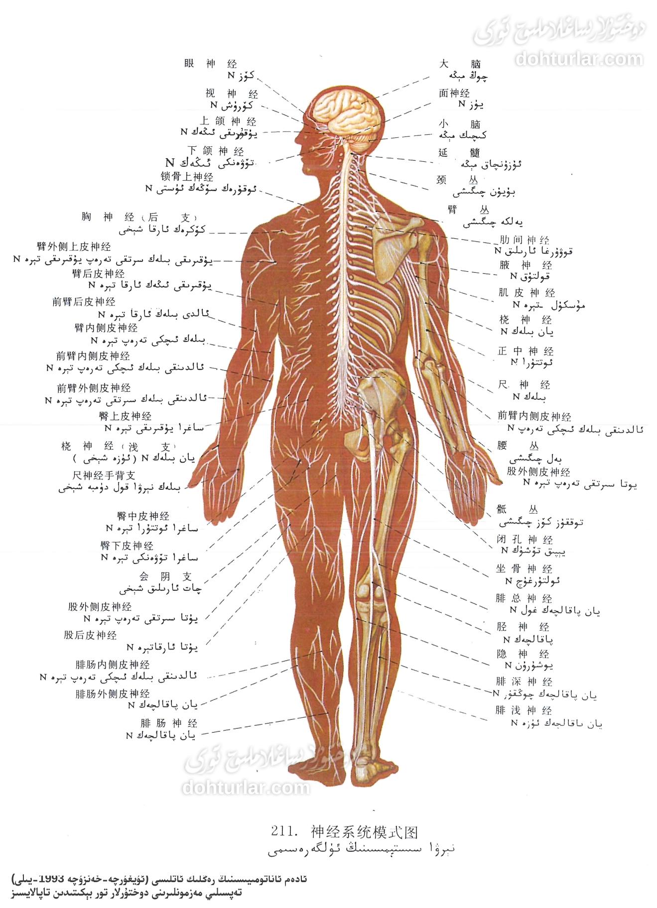 ئىنسان نېرۋا سىستېمىسى ئاناتومىيىلىك تۈزۈلۈشى