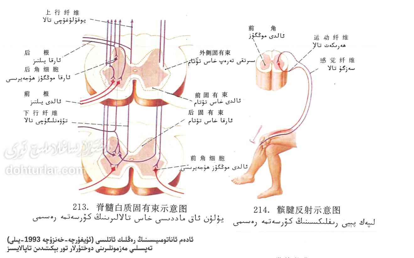 يۇلۇن ئاق ماددىسى خاس تالالىرى ۋە لېپەك پېيى رىفلىكىسى رەسىملىك چۈشەندۈرۈلۈشى