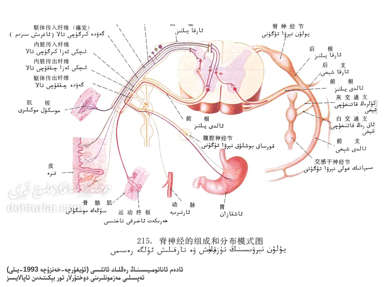 يۇلۇن نېرۋىسى ئاناتومىيلىك تۈزۈلۈشى ۋە تارقىلىشى