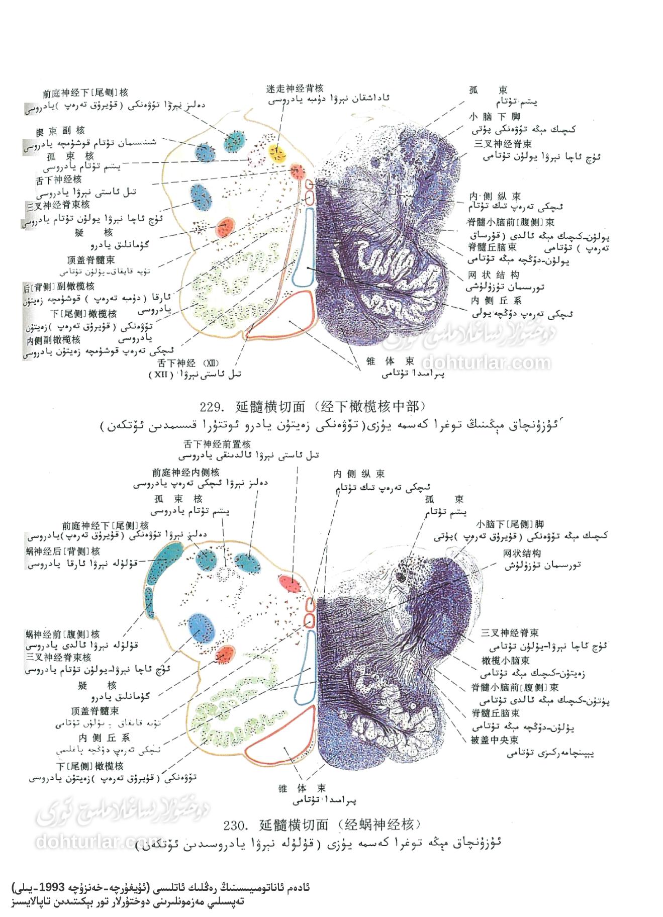 ئۇزۇنچاق مېڭە توغرا كەسمە يۈزى ( تۆۋەنكى زەيتۇن يادرو ئوتتۇرا قىسمىدىن ئۆتكەن – قۇلۇلە نېرۋا يادروسىدىن ئۆتكەن)