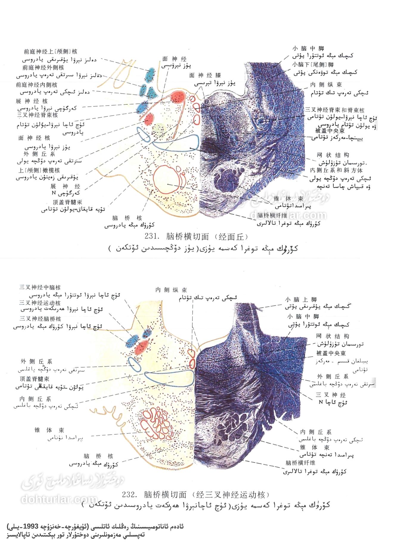 كۆۋرۈك مېڭە ئاناتومىيىلىك تۈزۈلۈشى توغرا كەسمە يۈزى
