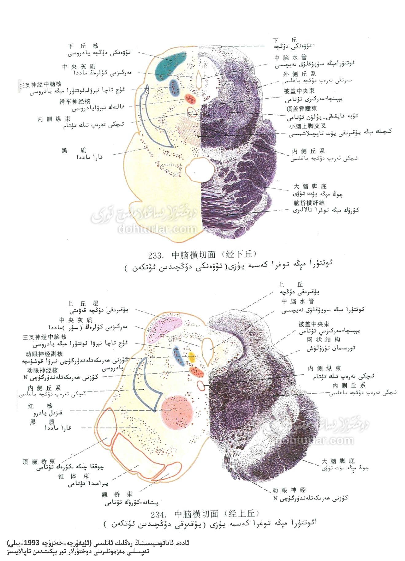 ئوتتۇرا مېڭە ئاناتومىيىلىك تۈزۈلۈشى توغرا كەسمە يۈزى
