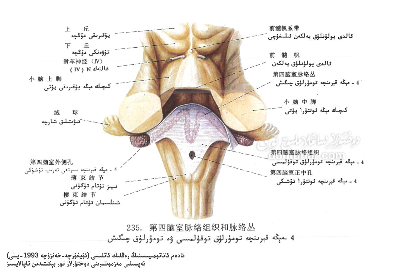 4 – مېڭە قېرىنچە تومۇرلۇق توقۇلمىسى ۋە تومۇرلۇق چىگىشى