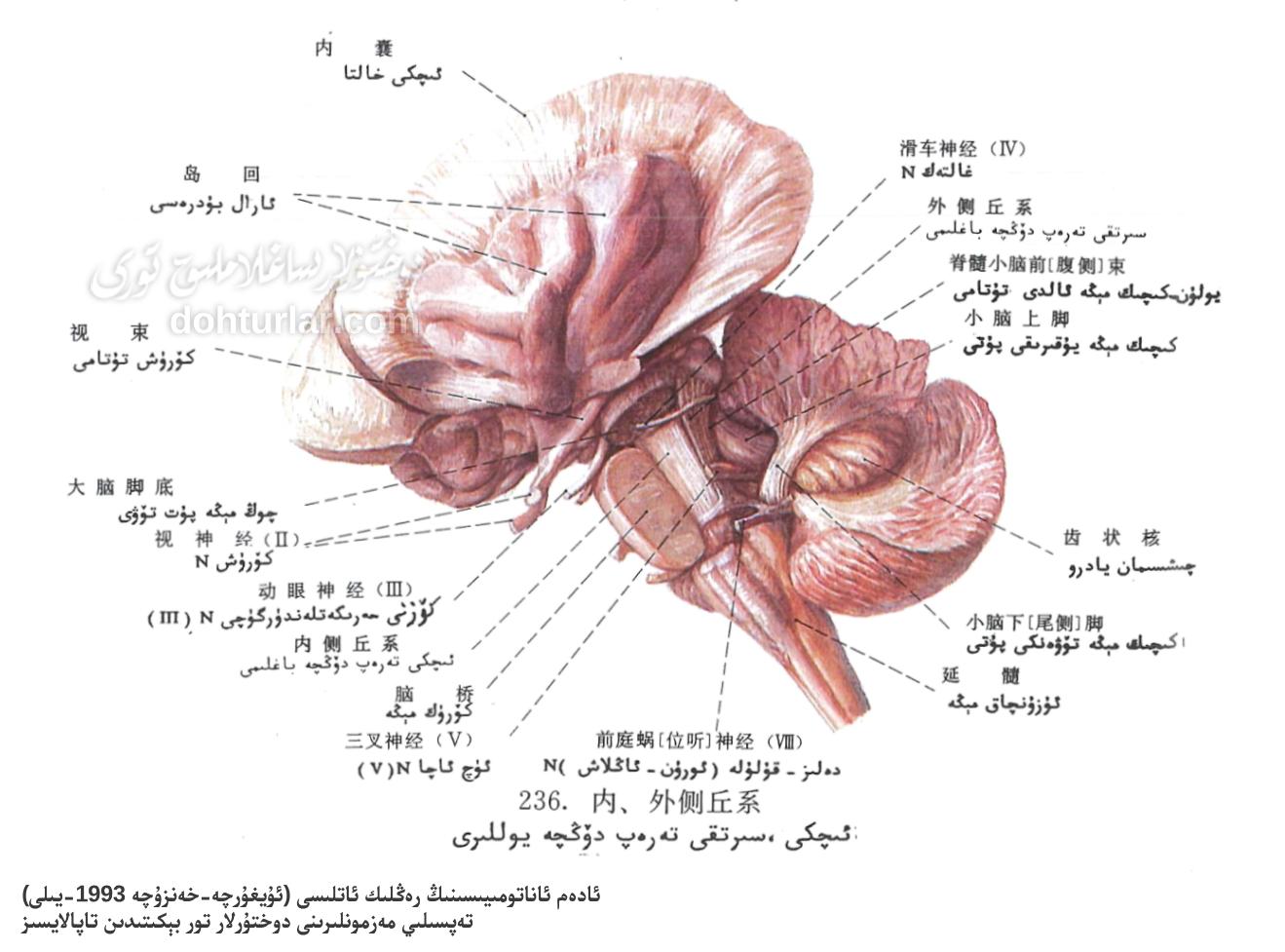 ئىچكى ، سىرتقى تەرەپ دۆڭچە يوللىرى ئاناتومىيىسى