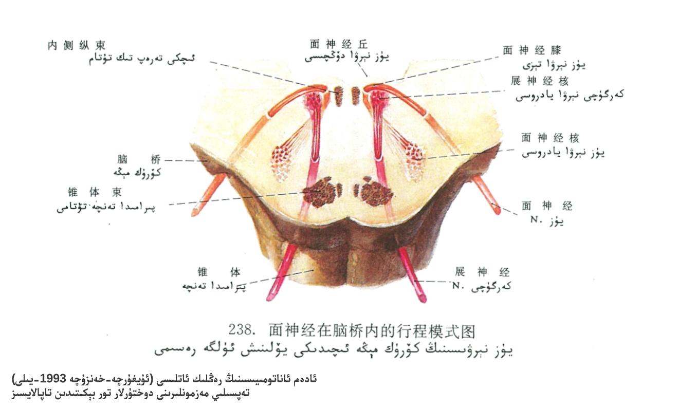 يۈز نېرۋىسىنىڭ كۆۋرۈك مېڭە ئىچىدىكى ئايلىنىشى