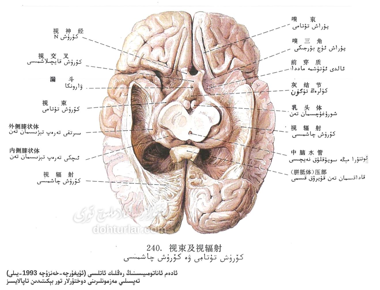 كۆرۈش تۇتامى ۋە كۆرۈش چاشمىسى ئاناتومىيىلىك تۈزۈلۈشى