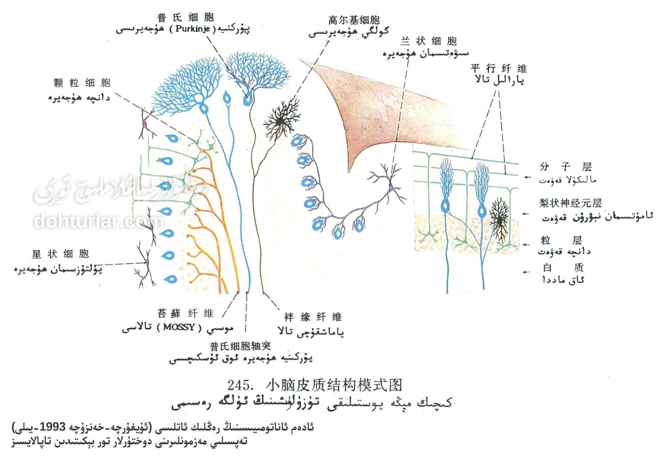 كىچىك مېڭە پوستلاق قەۋىتى ئاناتومىيىلىك تۈزۈلۈشى