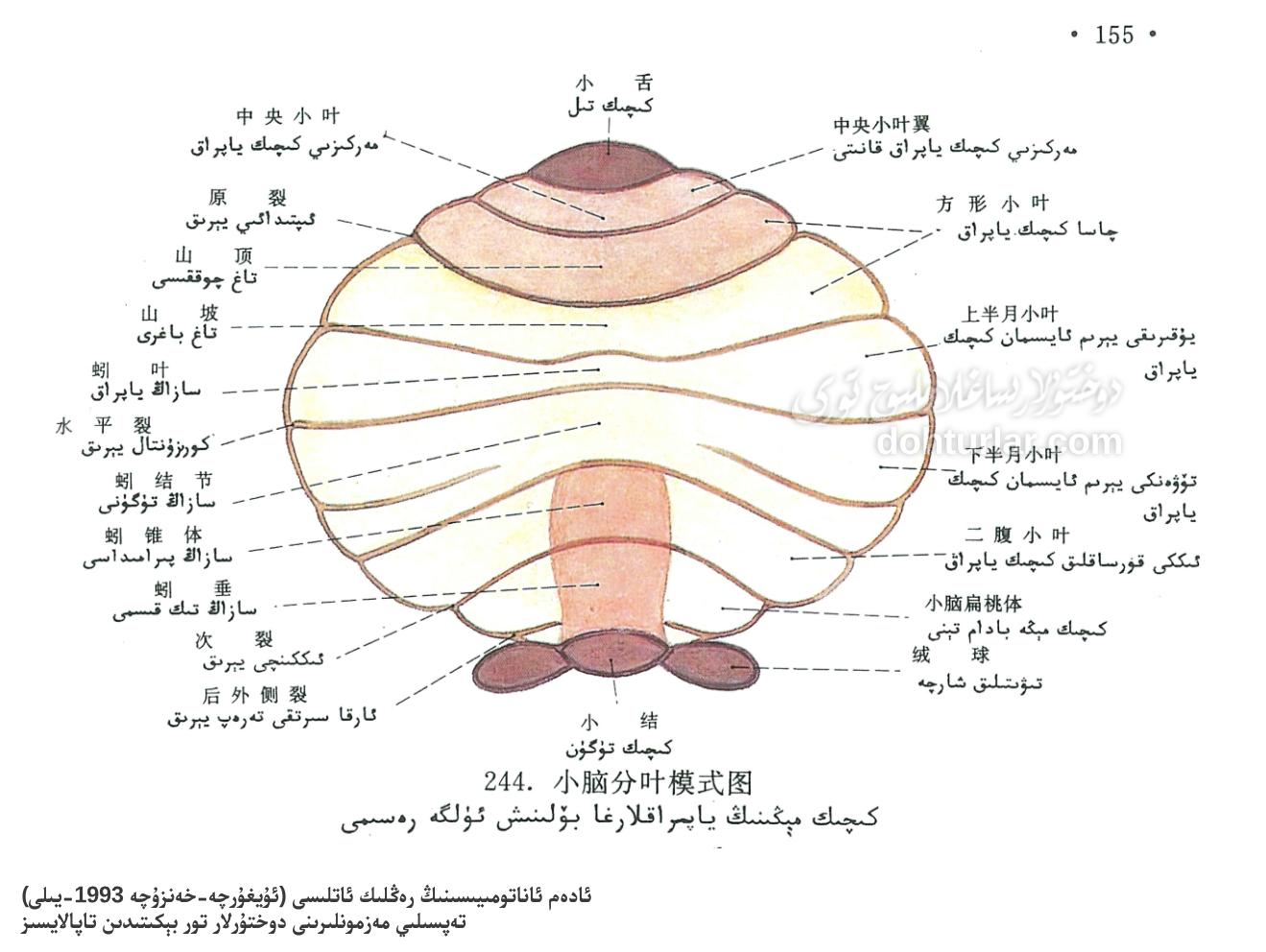 كىچىك مېڭە ياپراقلىرى ئاناتومىيىلىك تۈزۈلۈشى