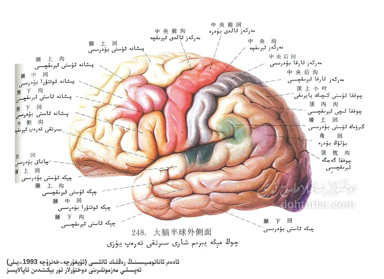 چوڭ مېڭە يېرىم شارىنىڭ سىرتقى تەرەپ يۈزى