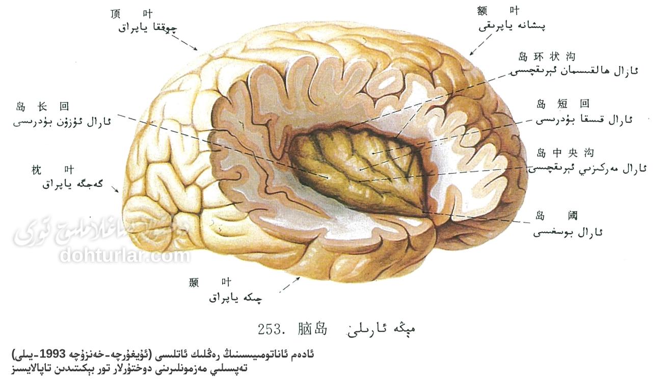 مېڭە ئارىلى ئاناتومىيىلىك تۈزۈلۈشى