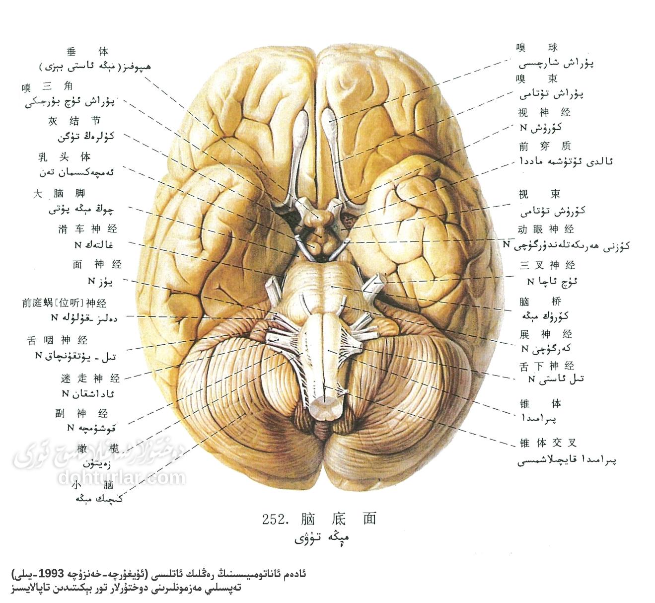 مېڭە تۈۋى ئاناتومىيىلىك تۈزۈلۈشى