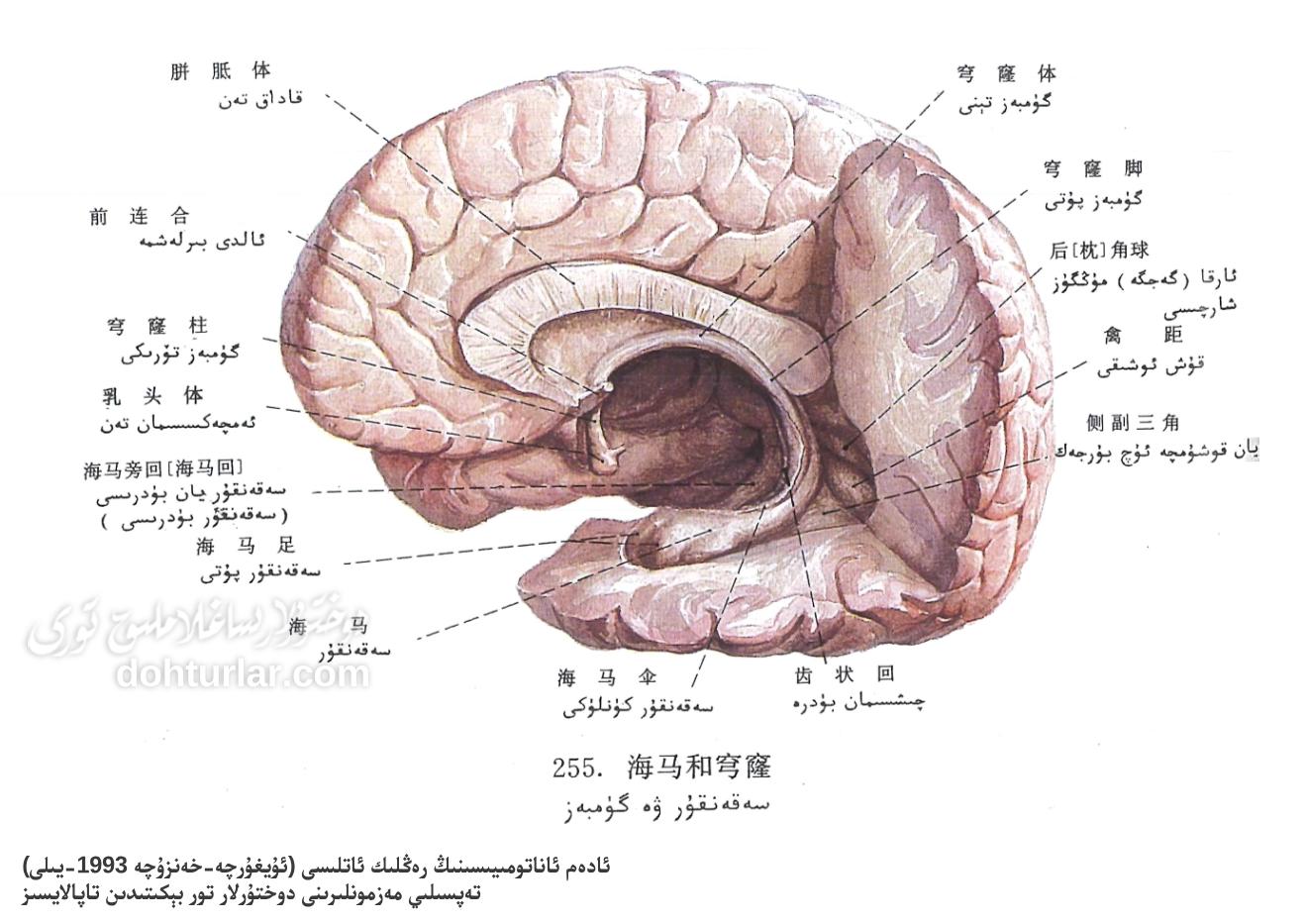 سەقەنقۇر ۋە گۈمبەز ئاناتومىيىلىك تۈزۈلۈشى