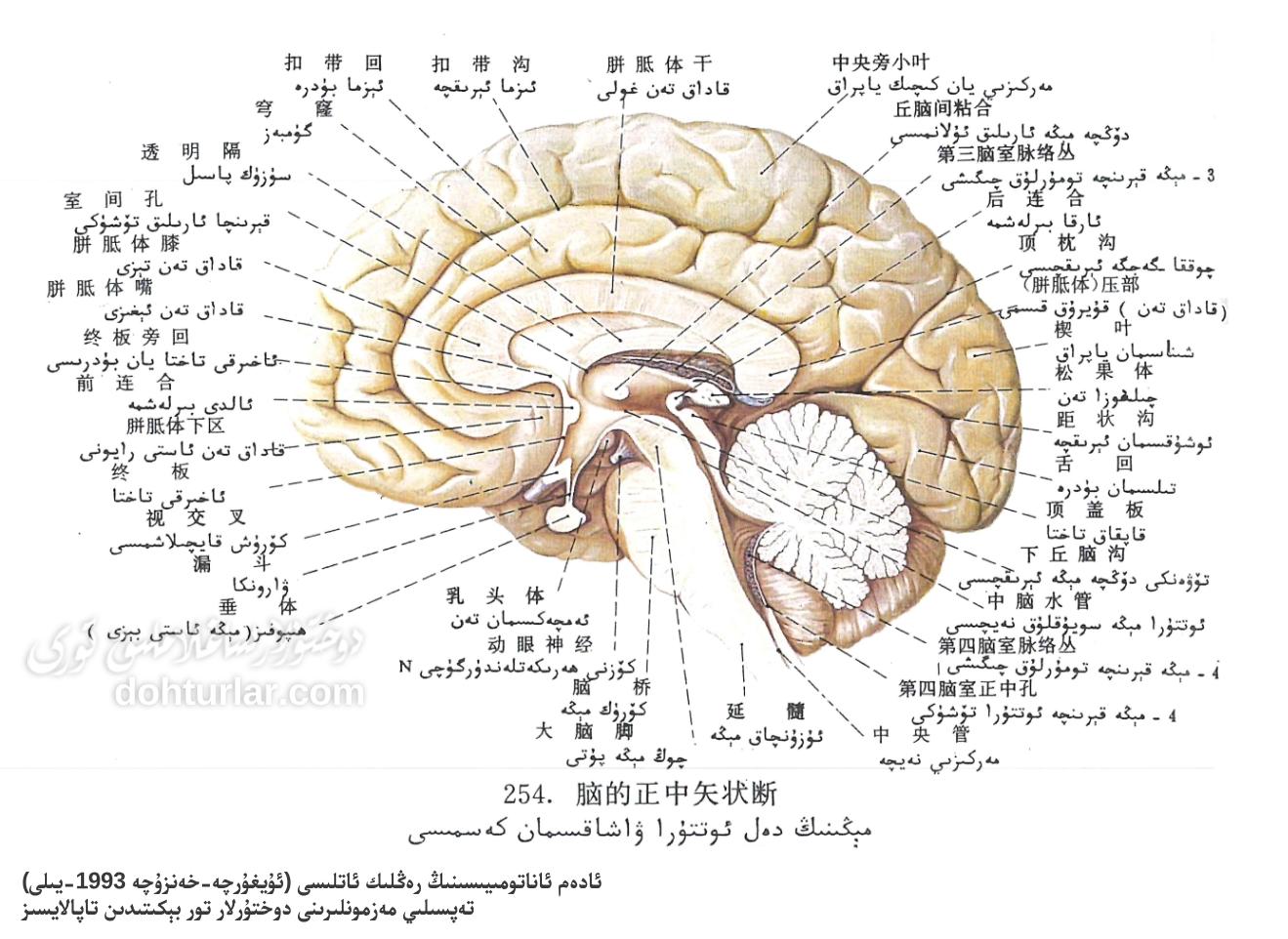 مېڭە دەل ئوتتۇرا ۋاشاقسىمان كەسمە يۈزى ئاناتومىيىسى