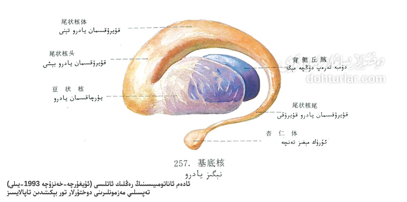 نېگىز يادرو ئاناتومىيىلىك تۈزۈلۈشى