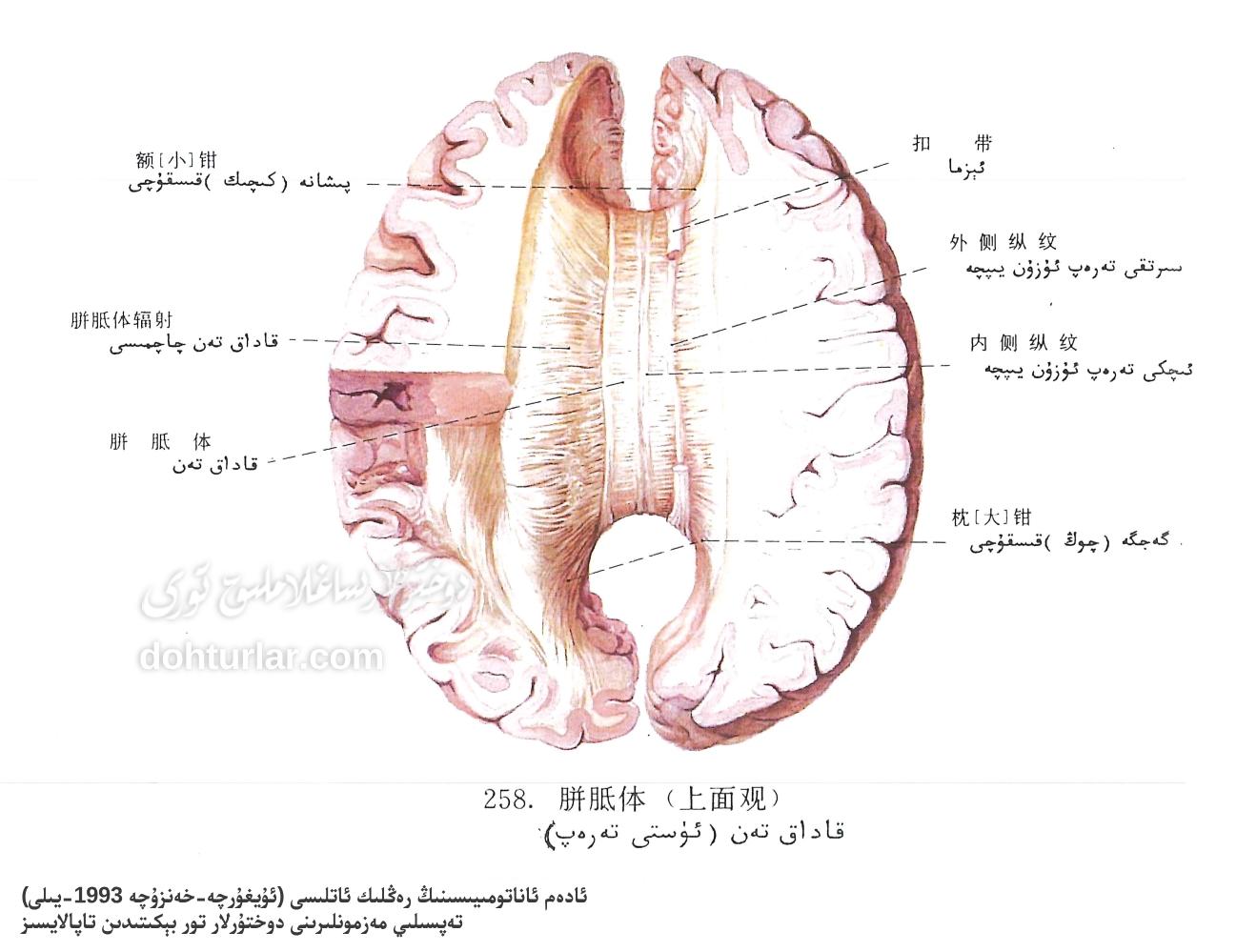 قاداق تەن ئۈستى تەرەپ ئاناتومىيىسى