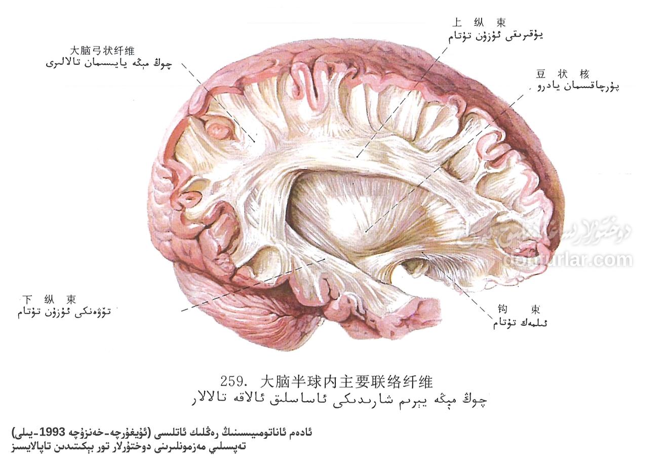 چوڭ مېڭە يېرىم شارىدىكى ئالاقە تالالىرى ئاناتومىيىلىك تۈزۈلۈشى