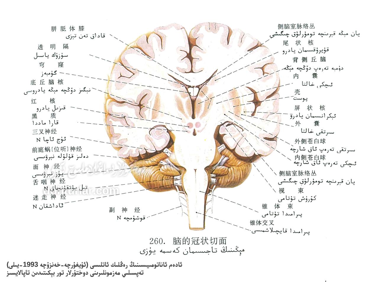 مېڭىنىڭ تاجىسىمان كەسمە يۈزى ئاناتومىيىلىك تۈزۈلۈشى