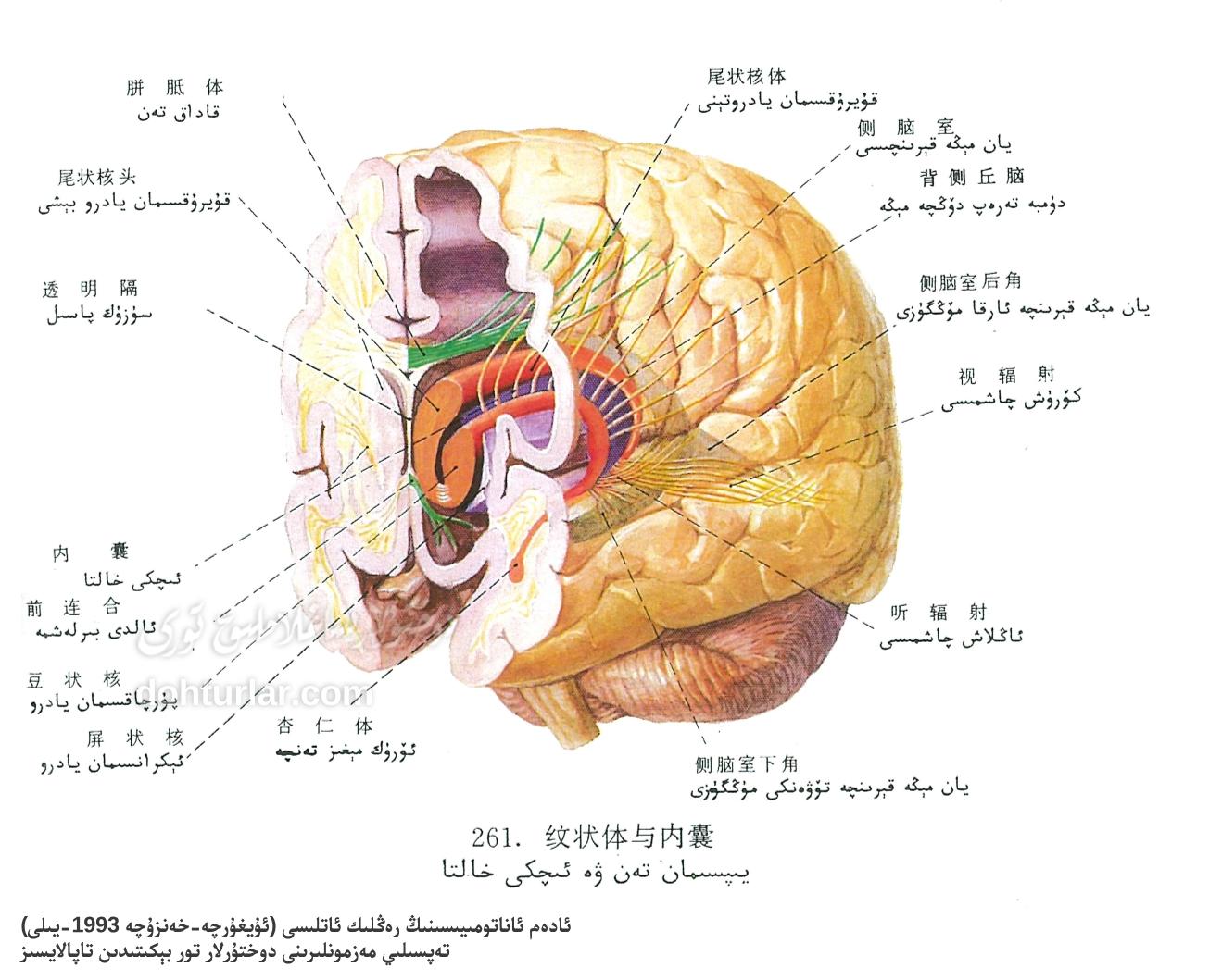 يىپسىمان تەن ۋە ئىچكى خالتا ئاناتومىيىلىك تۈزۈلۈشى