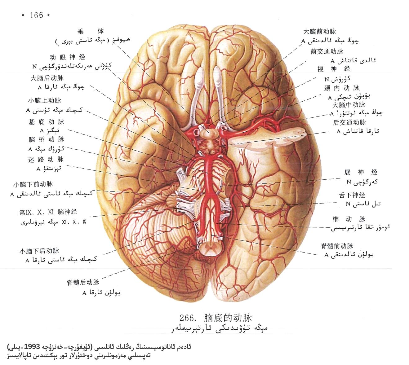 مېڭە تۈۋىدىكى ئارتېرىيىلەر ئاناتومىيىلىك تۈزۈلۈشى