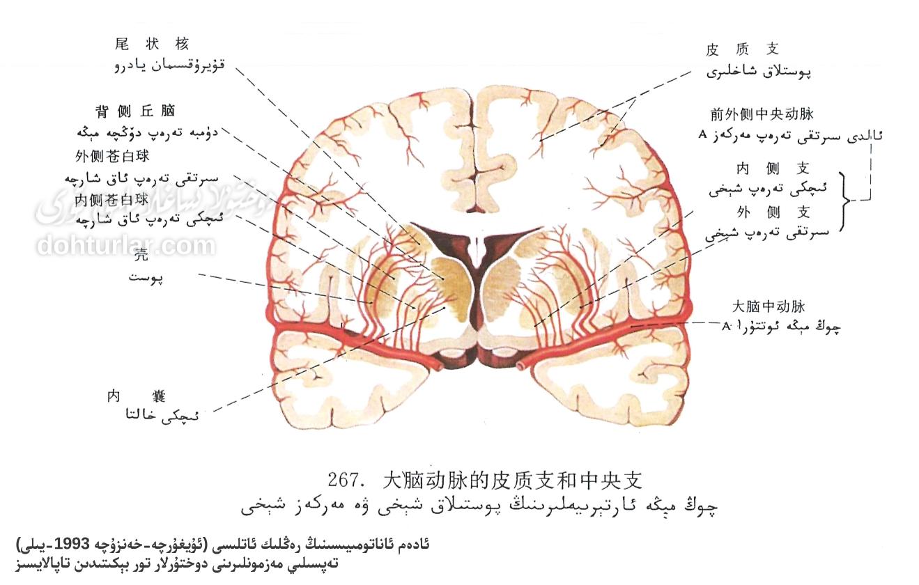 چوڭ مېڭە ئارتېرىيىلىرىنىڭ پوستلاق شېخى ۋە مەركەز شېخى ئاناتومىيەسى