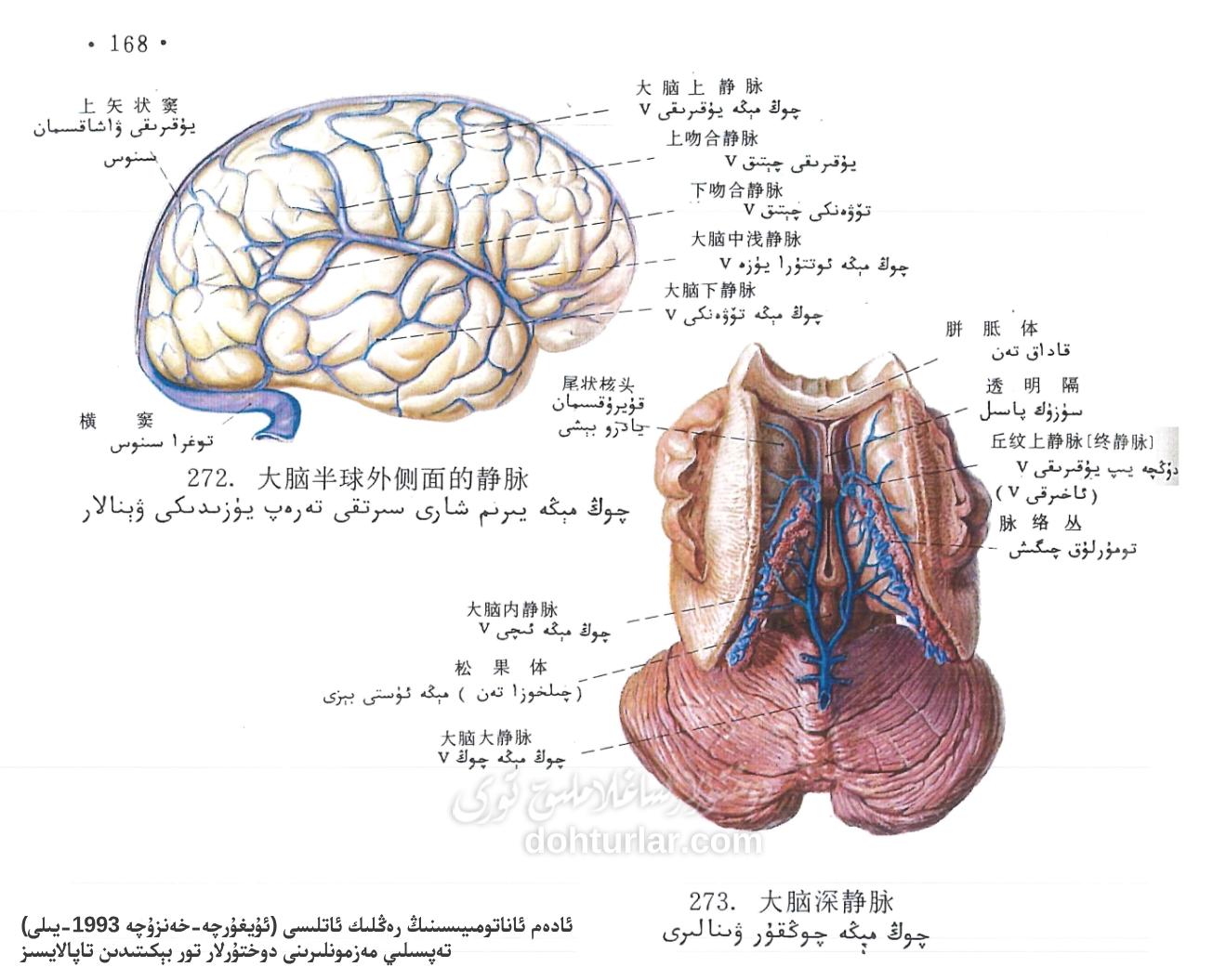 چوڭ مېڭە ۋېنا سىستېمىسى ئاناتومىيىلىك تۈزۈلۈشى