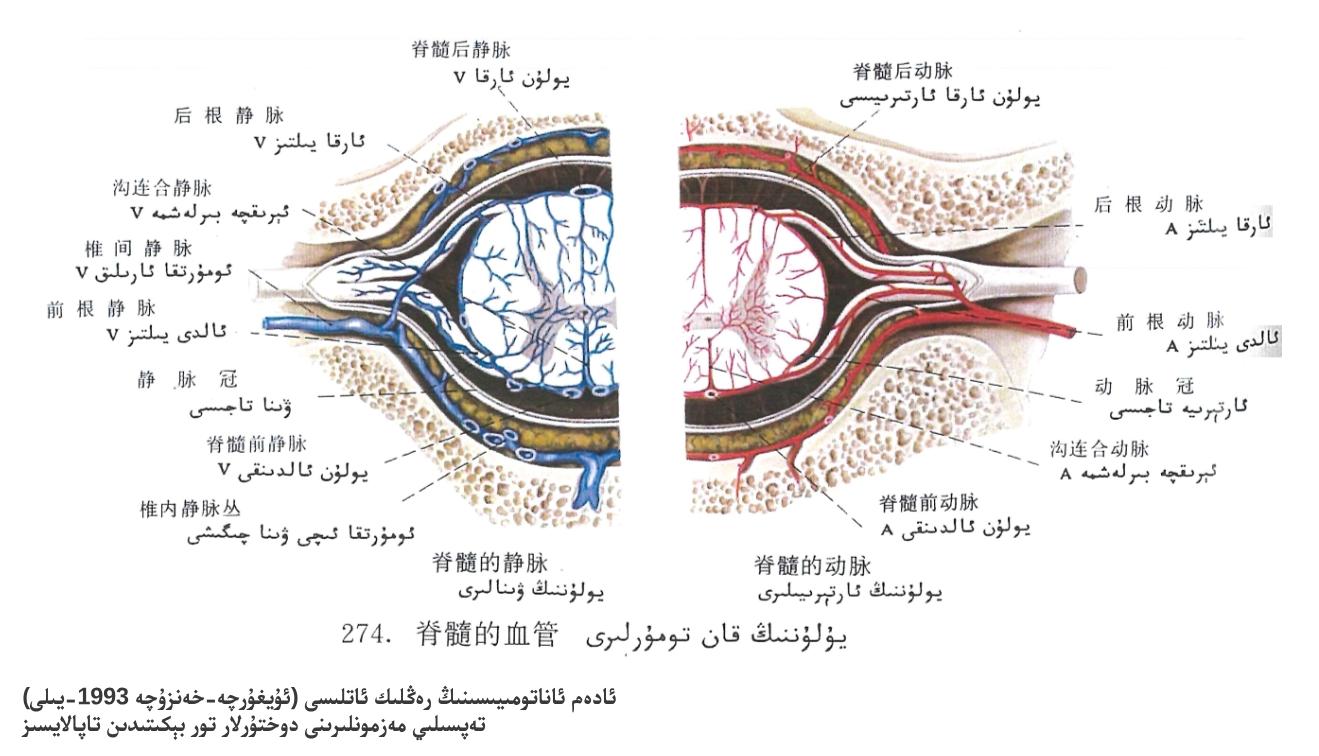 يۇلۇننىڭ قان تومۇرلىرى ئاناتومىيىلىك تۈزۈلۈشى يۇلۇننىڭ قان تومۇرلىرى ئاناتومىيىلىك تۈزۈلۈشى