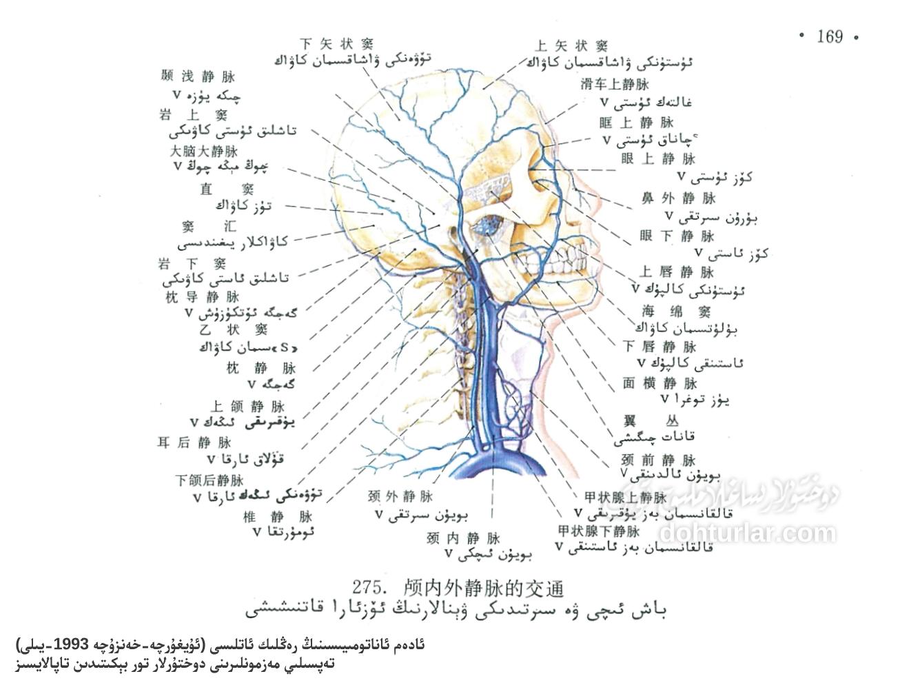 باش ئىچى ۋە سىرتىدىكى ۋىنالارنىڭ ئۆزئارا قاتنىشىشى ئاناتومىيىسى