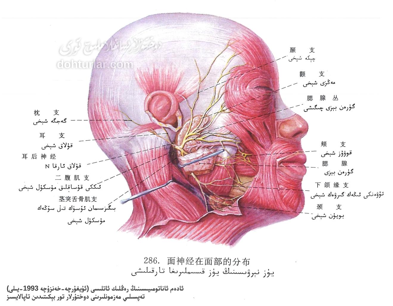 يۈز نېرۋىسىنىڭ يۈز قىسىملىرىغا تارقىلىشى ئاناتومىيىسى يۈز نېرۋىسىنىڭ يۈز قىسىملىرىغا تارقىلىشى ئاناتومىيىسى