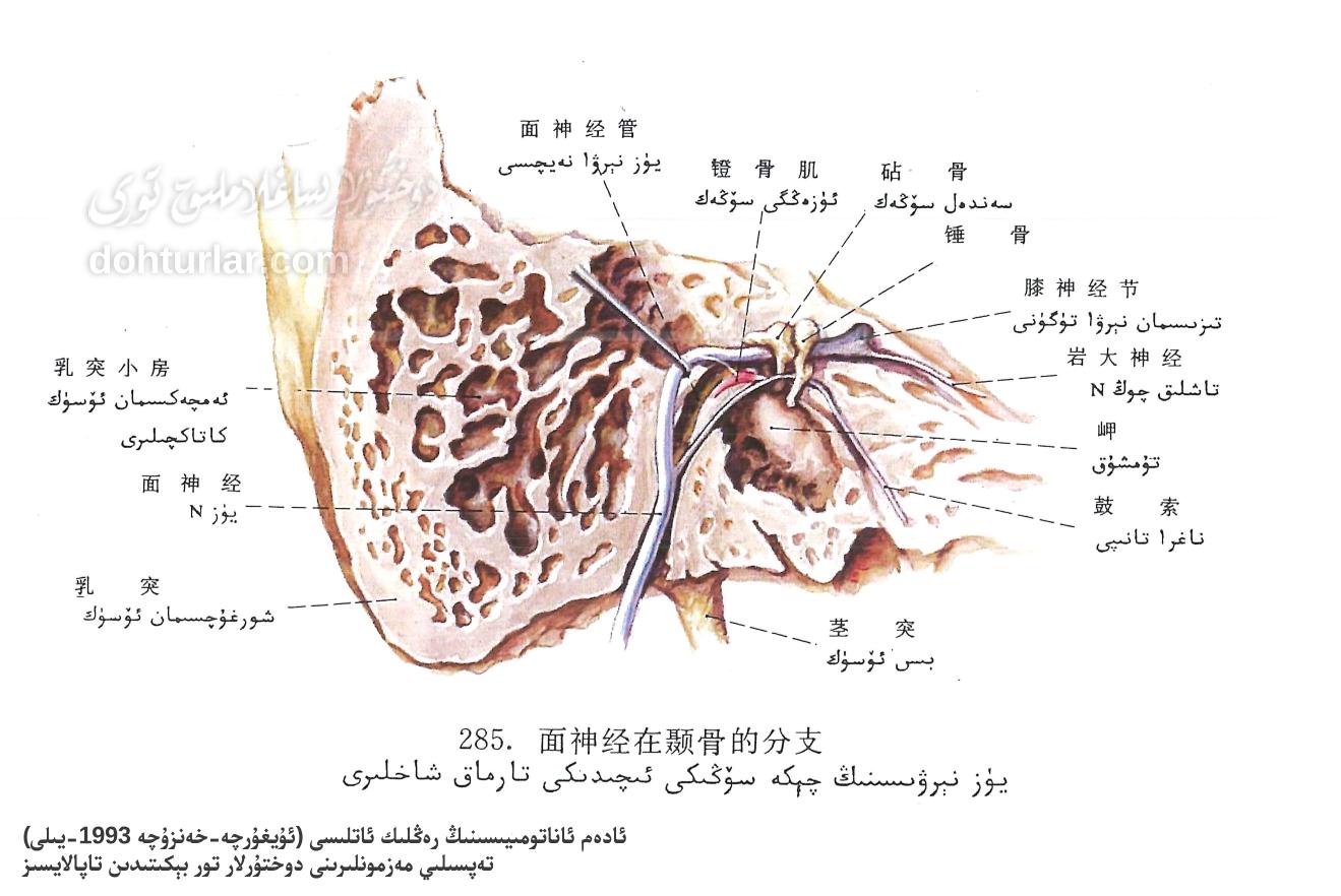 يۈز نېرۋىسىنىڭ چېكە سۆڭىكى ئىچىدىكى تارماق شاخلىرى ئاناتومىيىسى يۈز نېرۋىسىنىڭ چېكە سۆڭىكى ئىچىدىكى تارماق شاخلىرى ئاناتومىيىسى