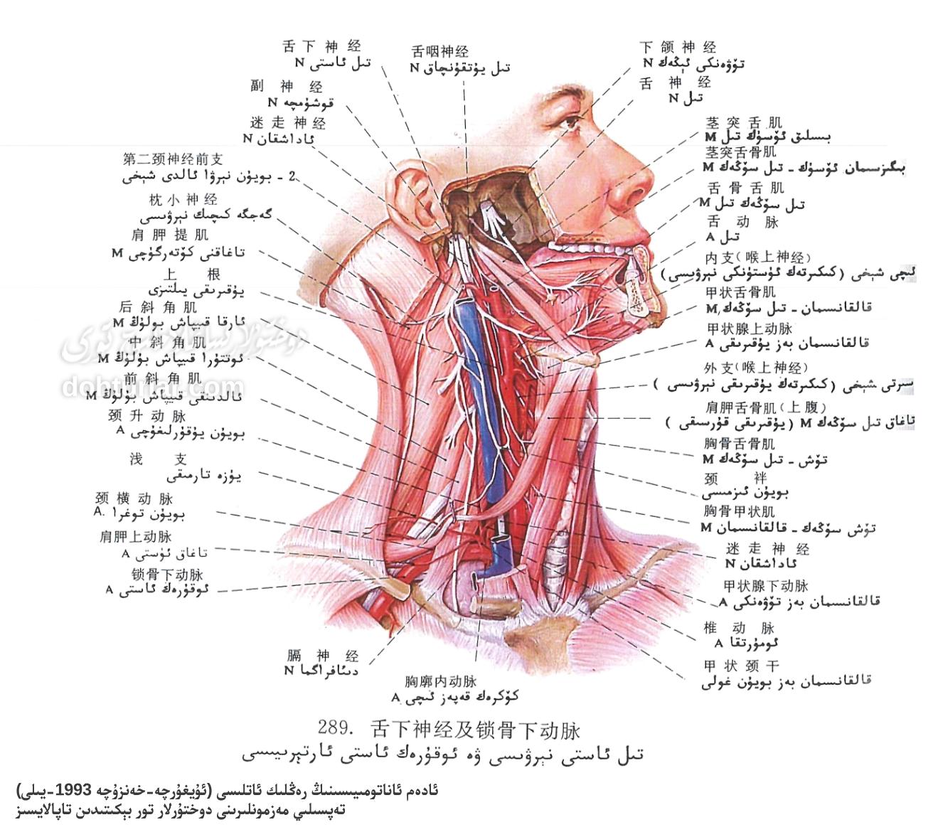 تىل ئاستى نېرۋىسى ۋە ئوقۇرەك ئاستى ئارتېرىيىسى ئاناتومىيىسى تىل ئاستى نېرۋىسى ۋە ئوقۇرەك ئاستى ئارتېرىيىسى ئاناتومىيىسى