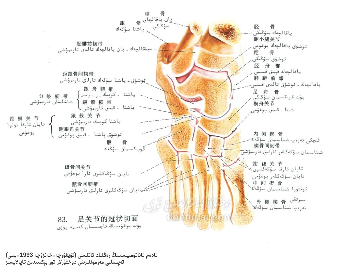 پۇت بوغۇمى تاجىسىمان كەسمە يۈزى ئاناتومىيىسى پۇت بوغۇمى تاجىسىمان كەسمە يۈزى ئاناتومىيىسى
