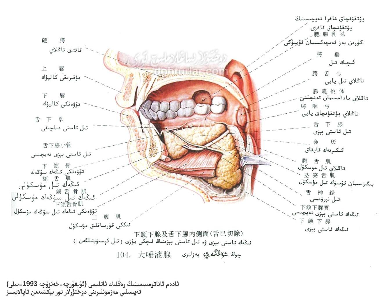 ئىڭەك ئاستى بېزى ۋە تىل ئاستى بېزىنىڭ ئىچكى يۈزى ئاناتومىيىسى ئىڭەك ئاستى بېزى ۋە تىل ئاستى بېزىنىڭ ئىچكى يۈزى ئاناتومىيىسى