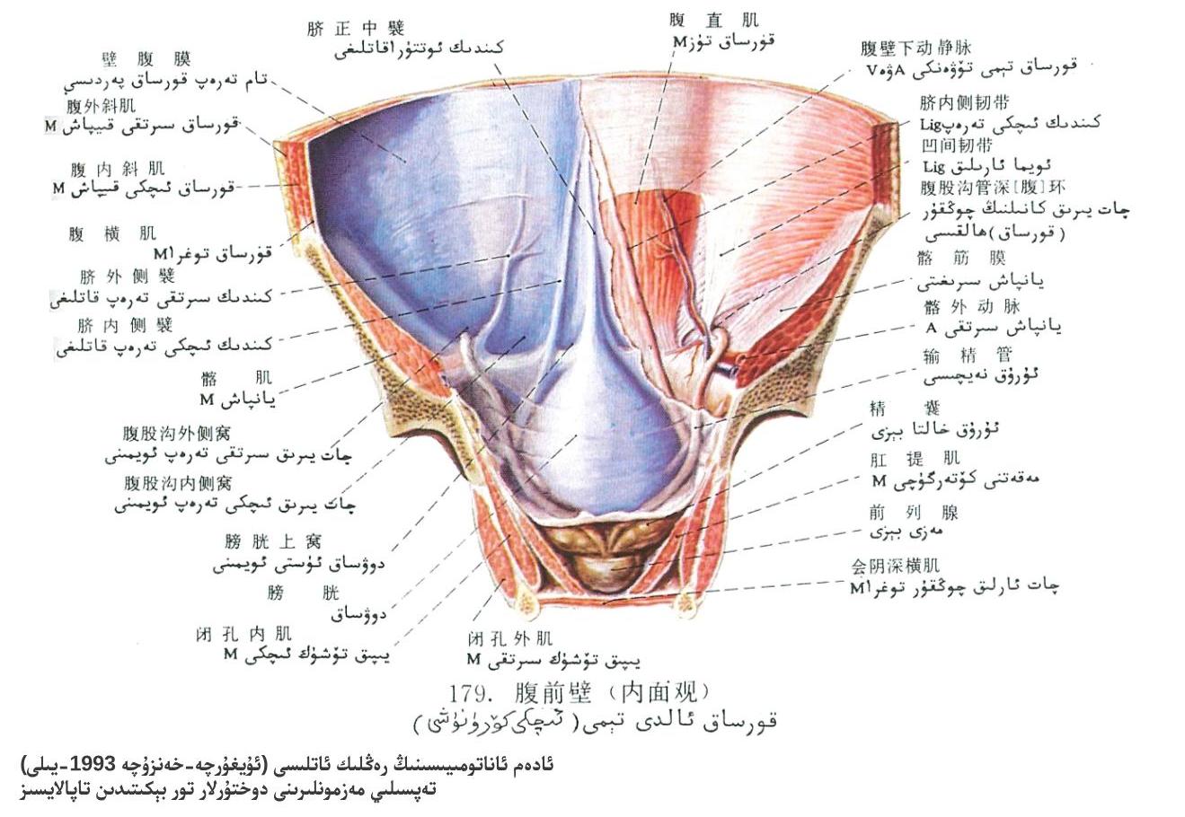 قورساق ئالدى تېمى ئىچكى يۈزى ئاناتومىيىسى قورساق ئالدى تېمى ئىچكى يۈزى ئاناتومىيىسى