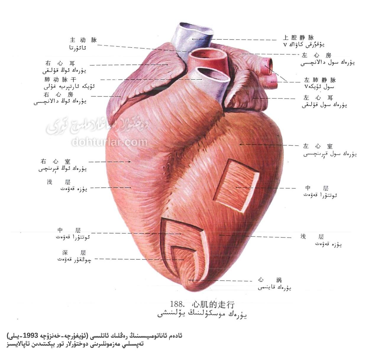 يۈرەك مۇسكۇلى يۆلىنىشى ئاناتومىيىسى