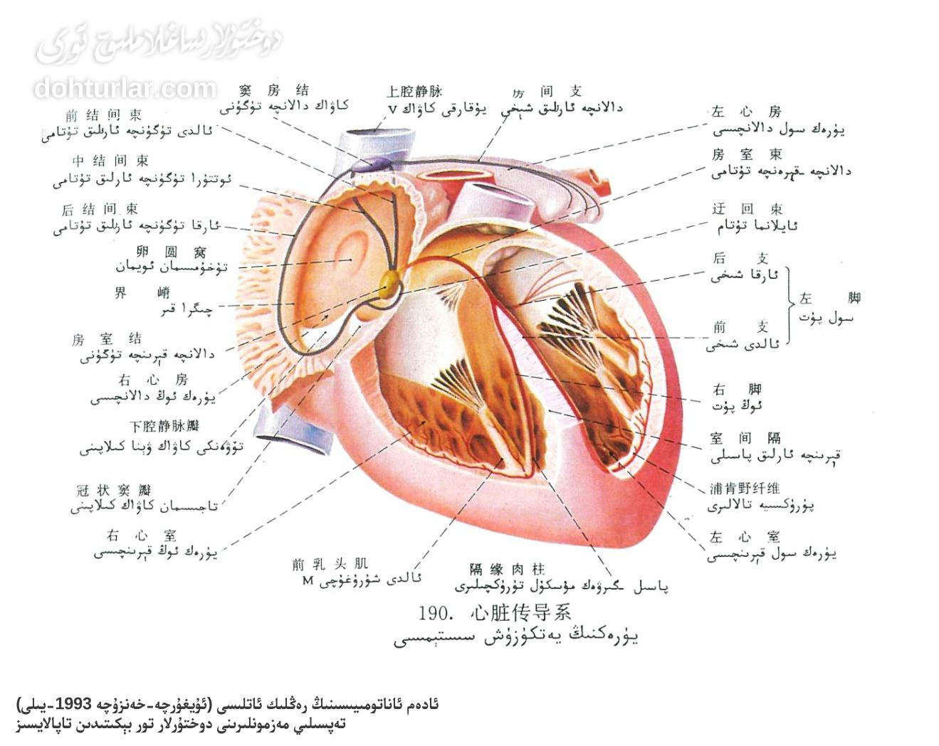 يۈرەكنىڭ يەتكۈزۈش سىستېمىسى يۈرەكنىڭ يەتكۈزۈش سىستېمىسى