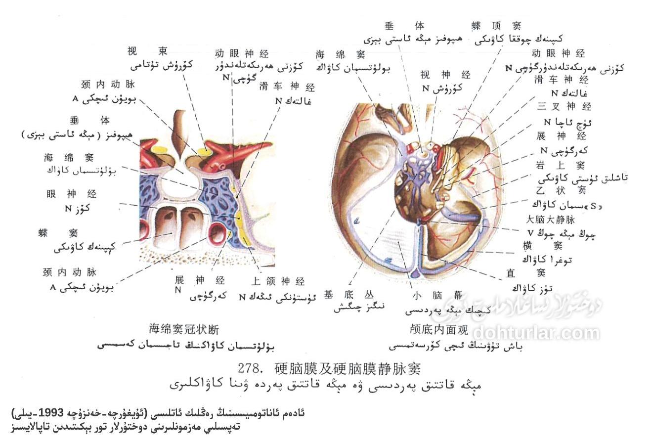 مېڭە قاتتىق پەردىسى ۋە ۋىنا كاۋاكلىرىنىڭ ئاناتومىيىسى مېڭە قاتتىق پەردىسى ۋە ۋىنا كاۋاكلىرىنىڭ ئاناتومىيىسى